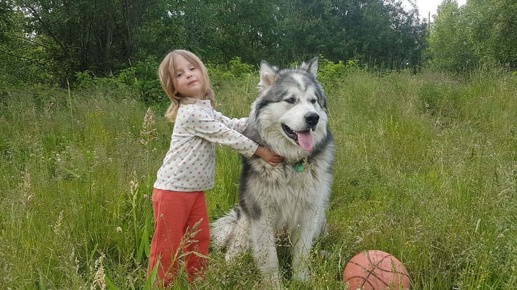 אוהל משלך info 1