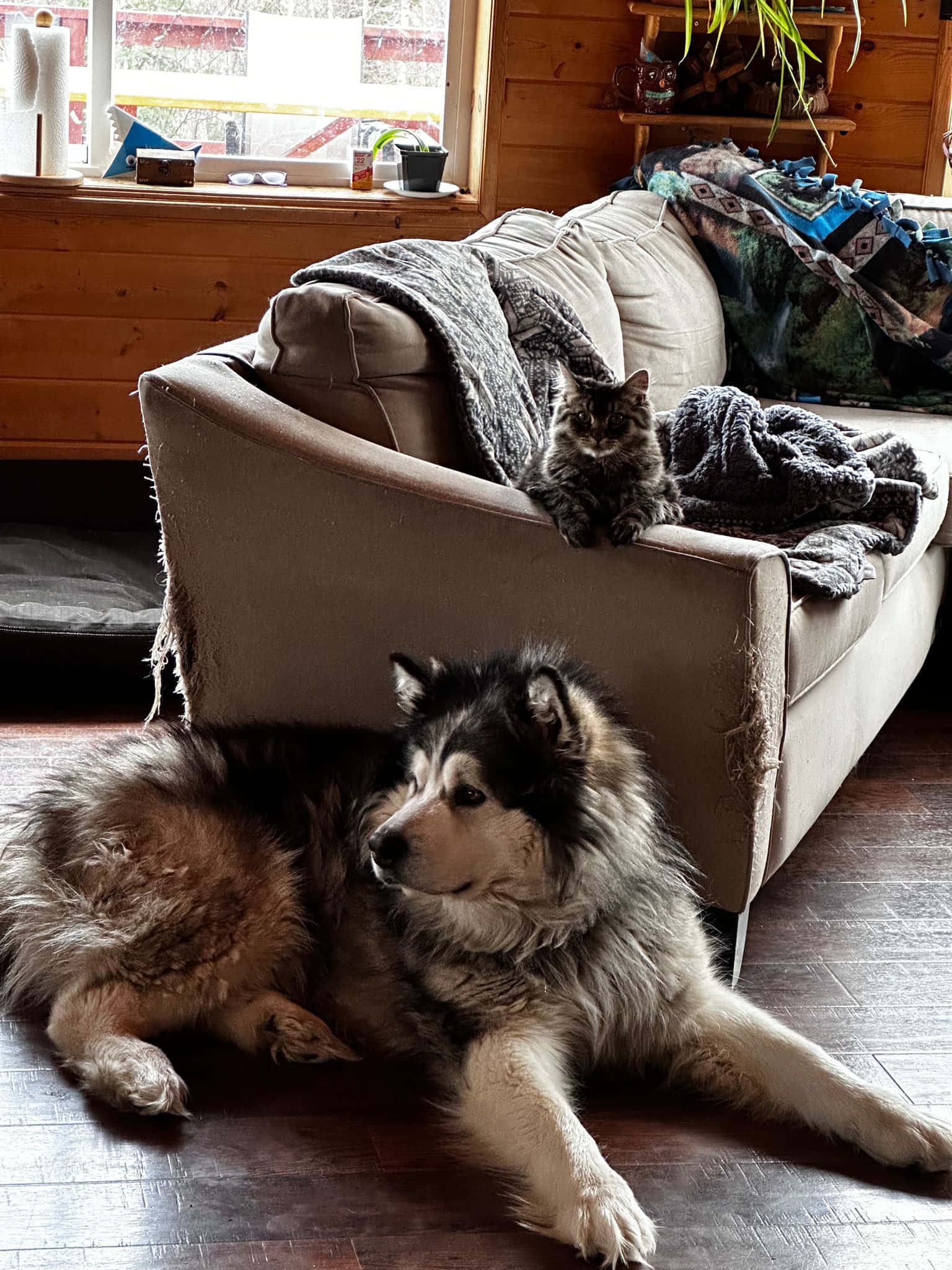 אוהל משלך info 2