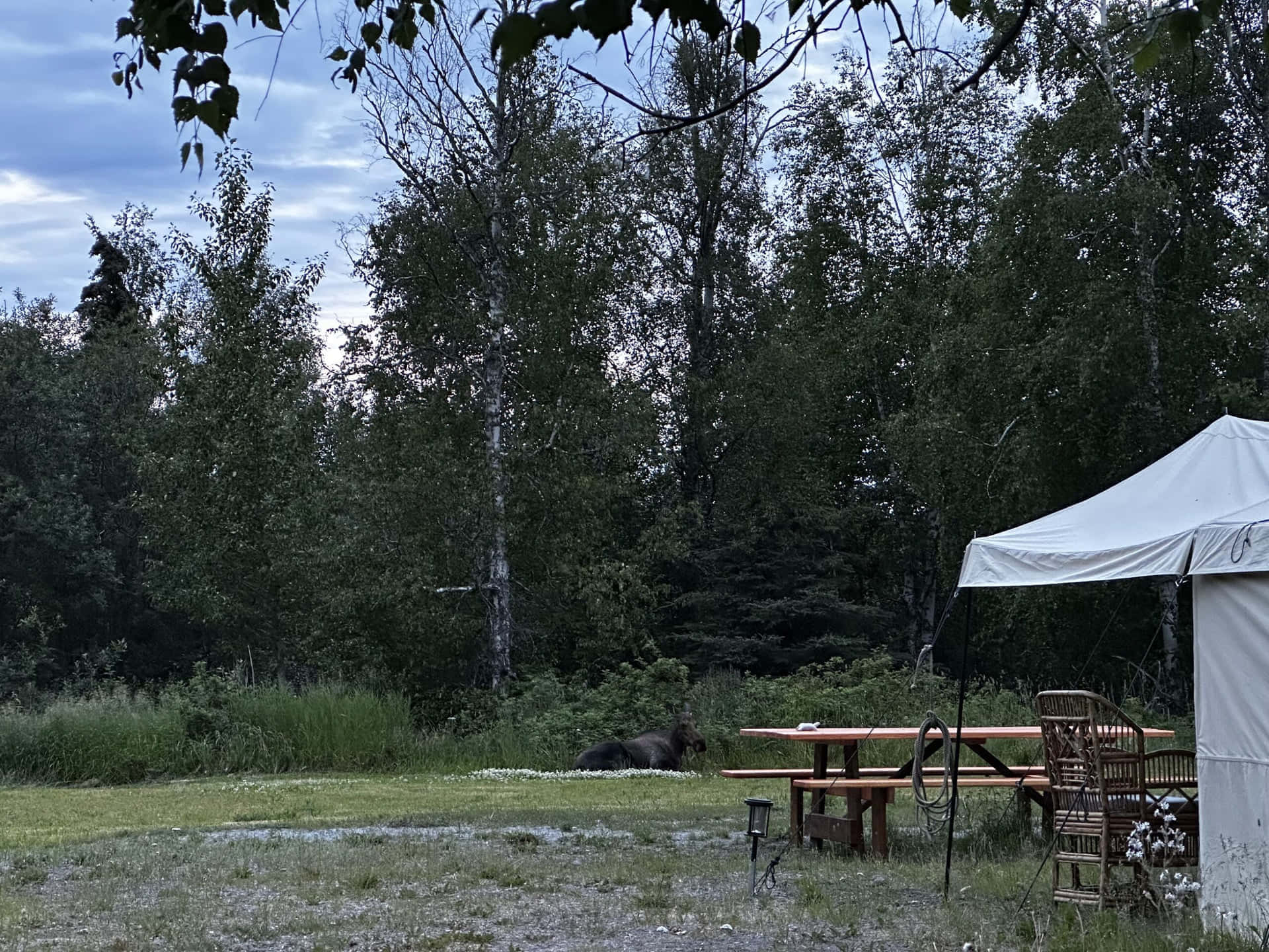 אוהל משלך gallery 3