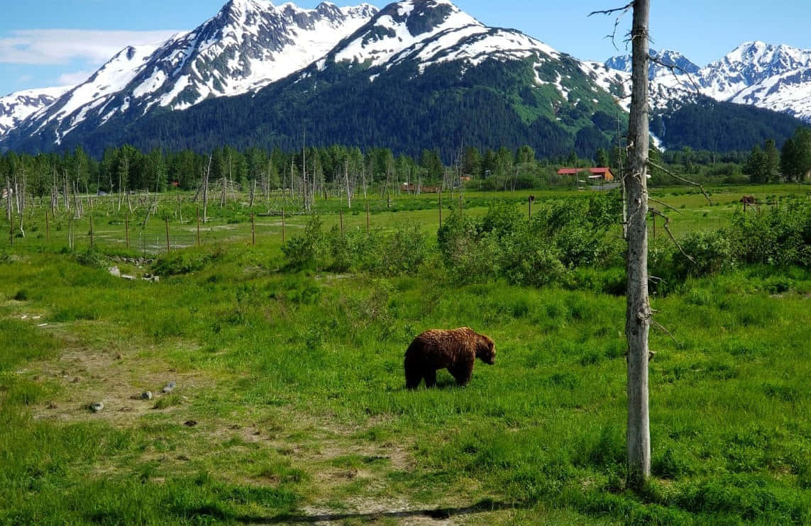 Аляска за 7 дней — взрослые и дети - 6