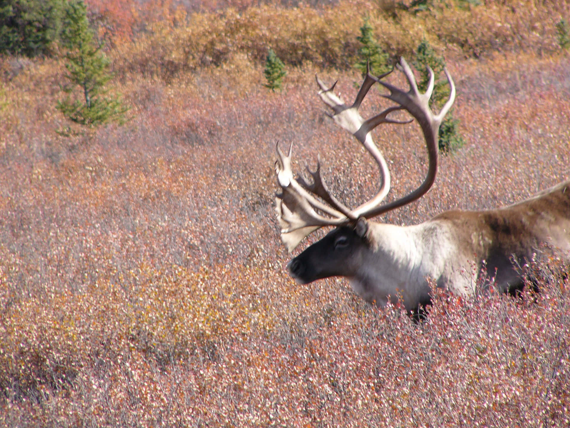 Золотая осень 2026 - 8
